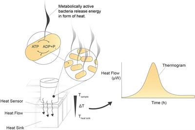 Proof of concept: real-time viability and metabolic profiling of probiotics with isothermal microcalorimetry